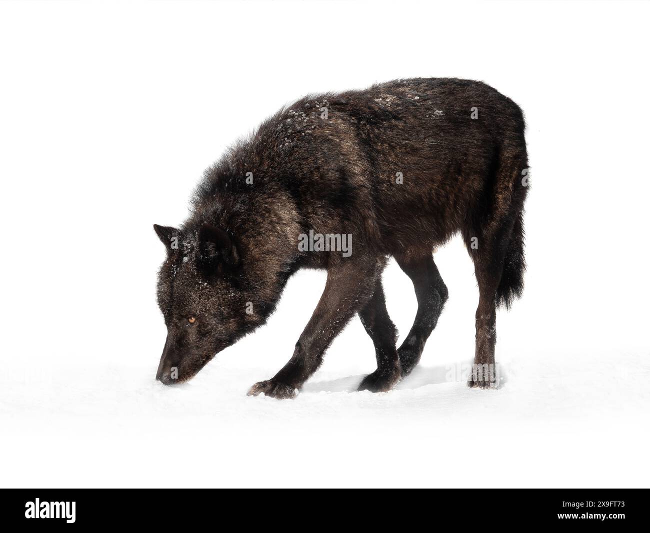 loup canadien marchant sur le sentier en hiver isolé sur fond blanc Banque D'Images