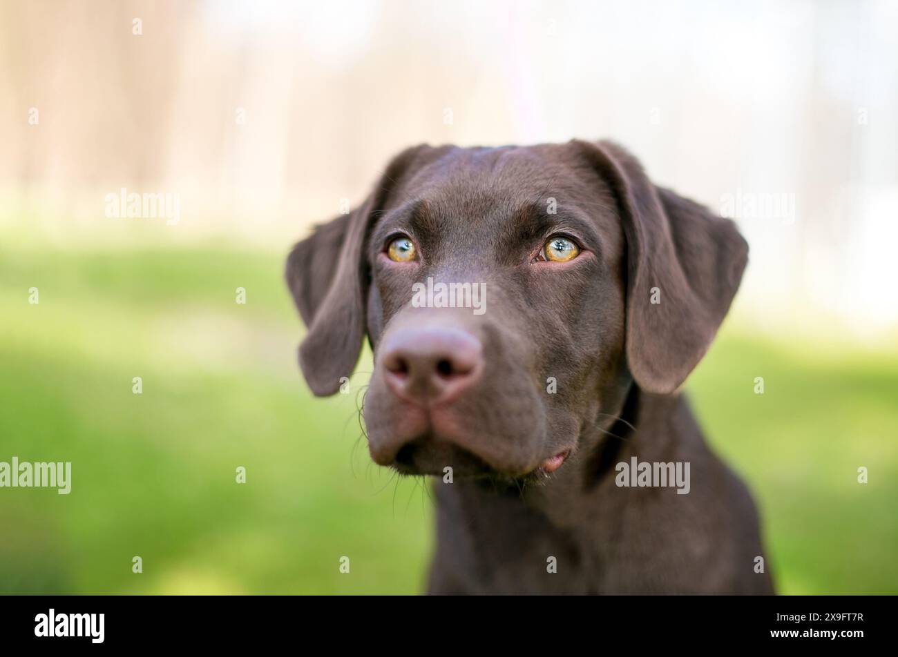 Un chiot Labrador Retriever au chocolat avec une expression sérieuse Banque D'Images