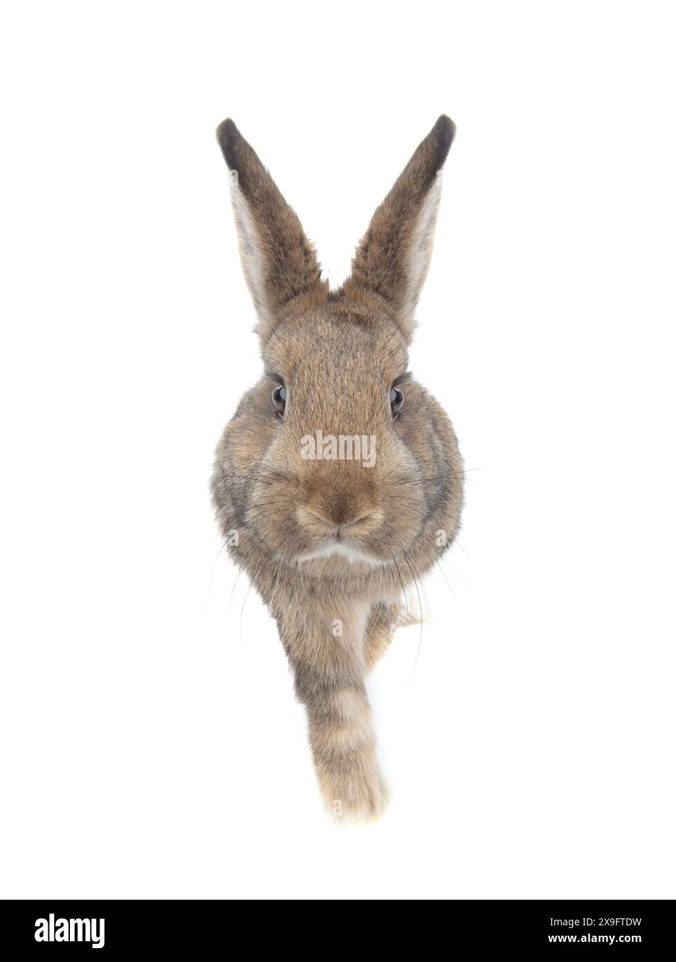 portrait de lapin brun avec patte isolé sur fond blanc Banque D'Images