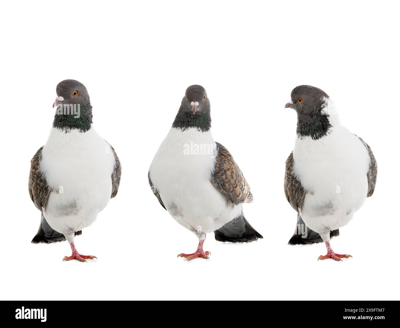 Pigeons allemands modena debout sur une jambe isolé sur fond blanc Banque D'Images Pigeons allemands modena debout sur une jambe isolé sur fond blanc Banque D'Images
