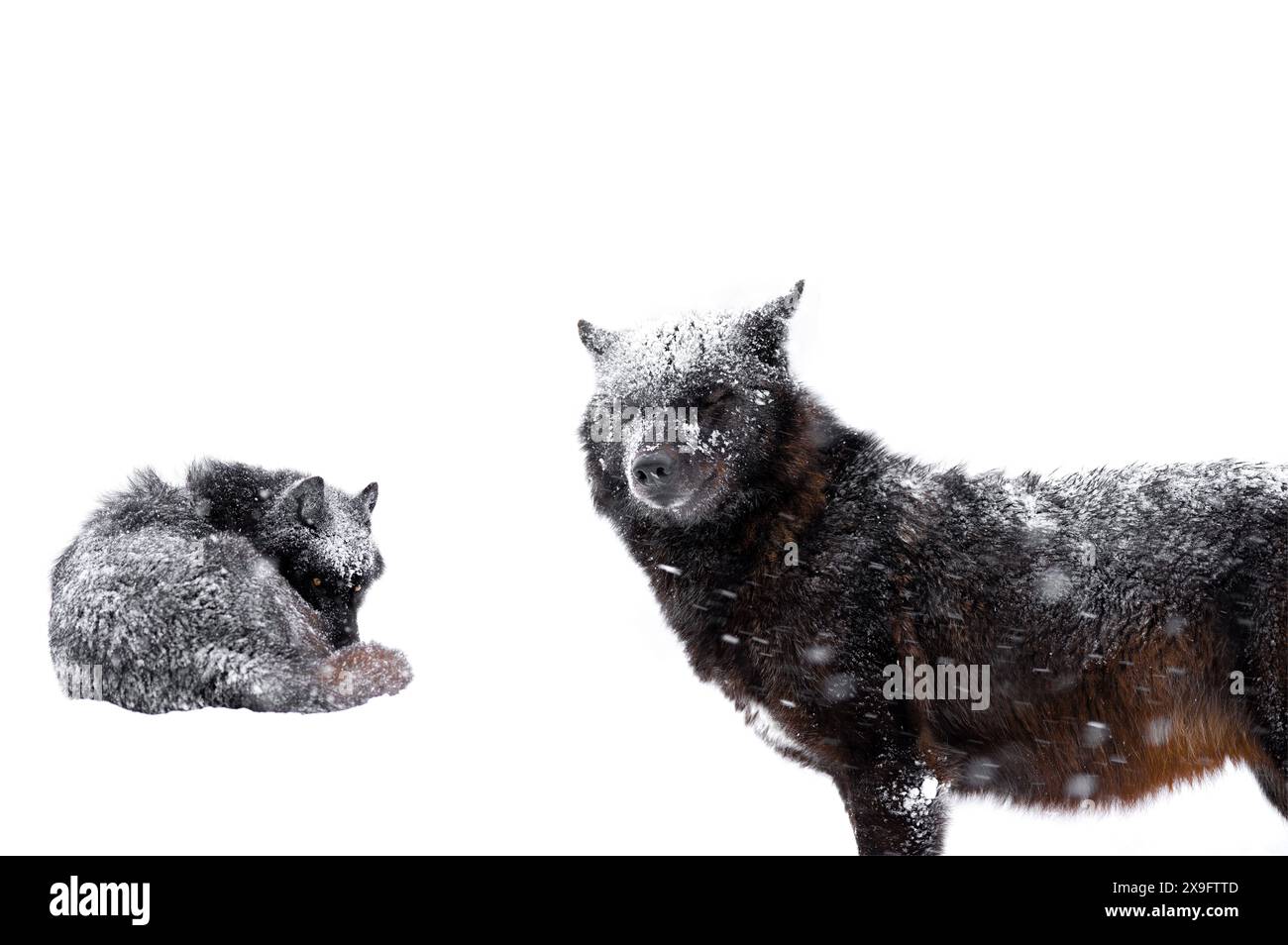 loups canadiens lors d'une grosse chute de neige isolés sur fond blanc Banque D'Images