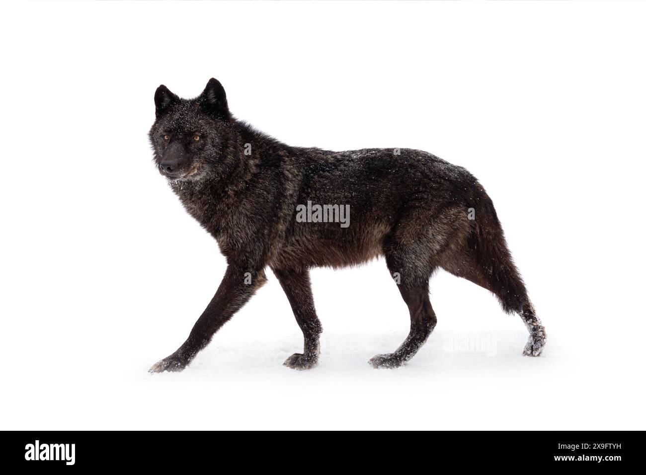 loup canadien marchant pendant les chutes de neige en hiver sur fond blanc Banque D'Images