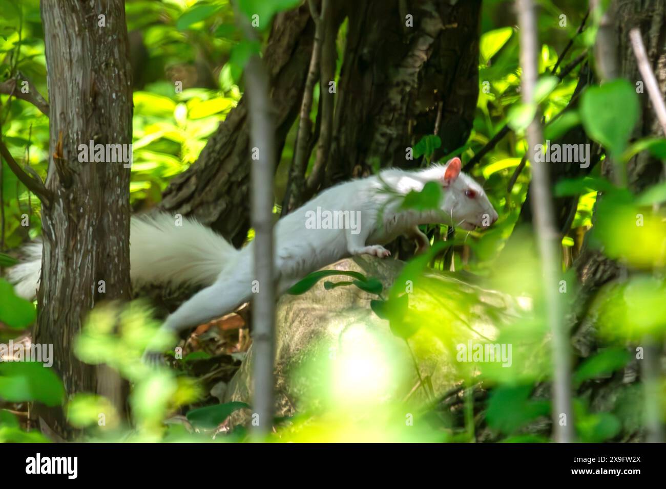 Un écureuil gris albinos américain fait son chemin le long du sol forestier. Cet animal particulier semble plus à l'aise sur le sol qu'à moi Banque D'Images