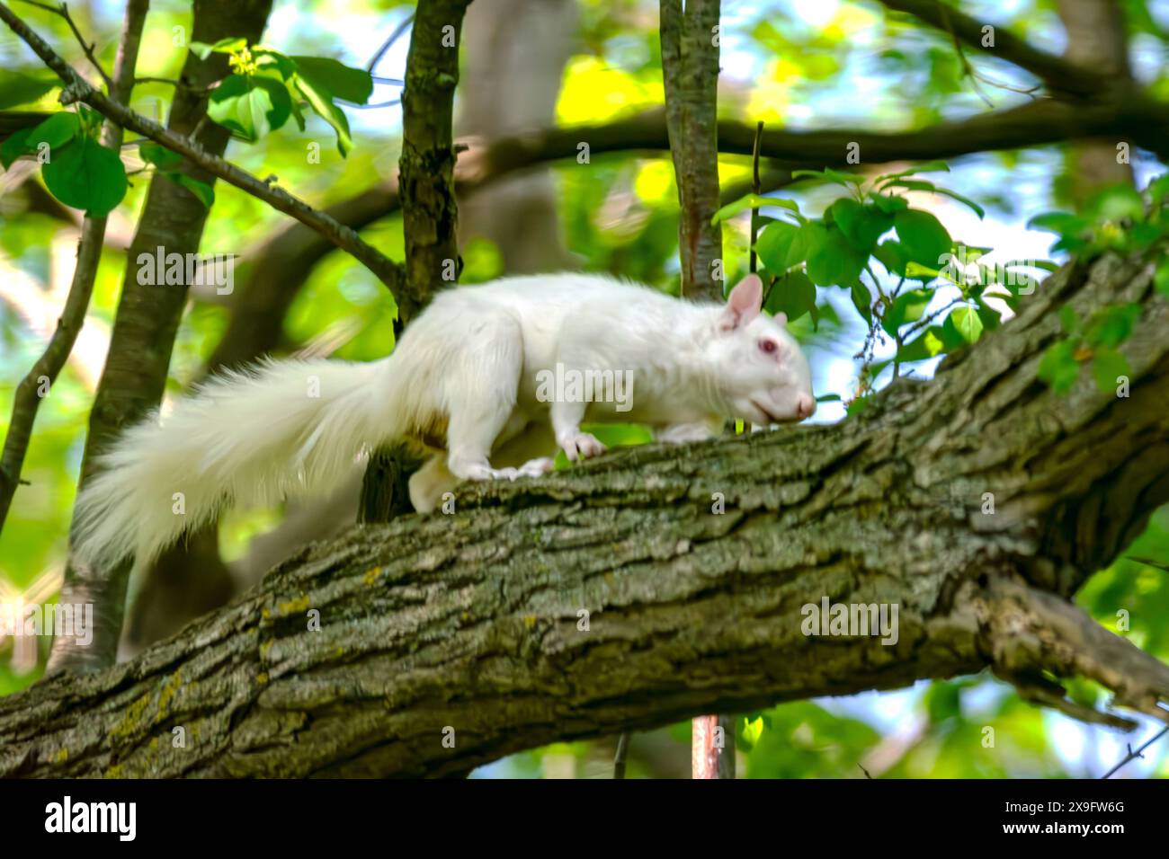 Un écureuil gris albinos américain travaille son chemin le long d'une branche suggérant soigneusement des difficultés à voir. Banque D'Images