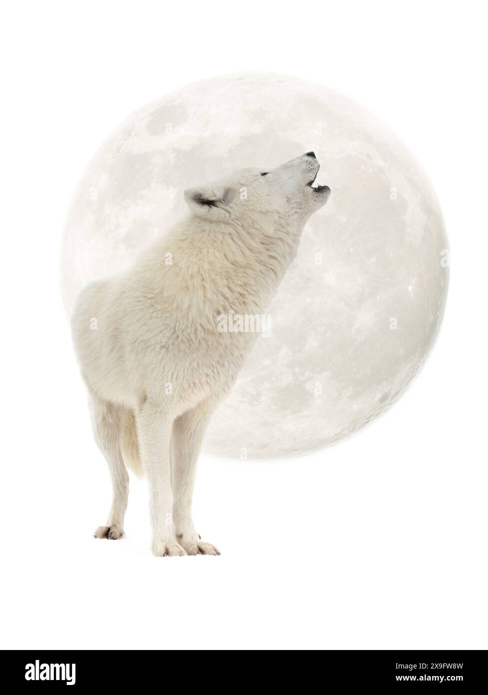 Loup arctique hurlant à la lune isolé sur fond blanc Banque D'Images