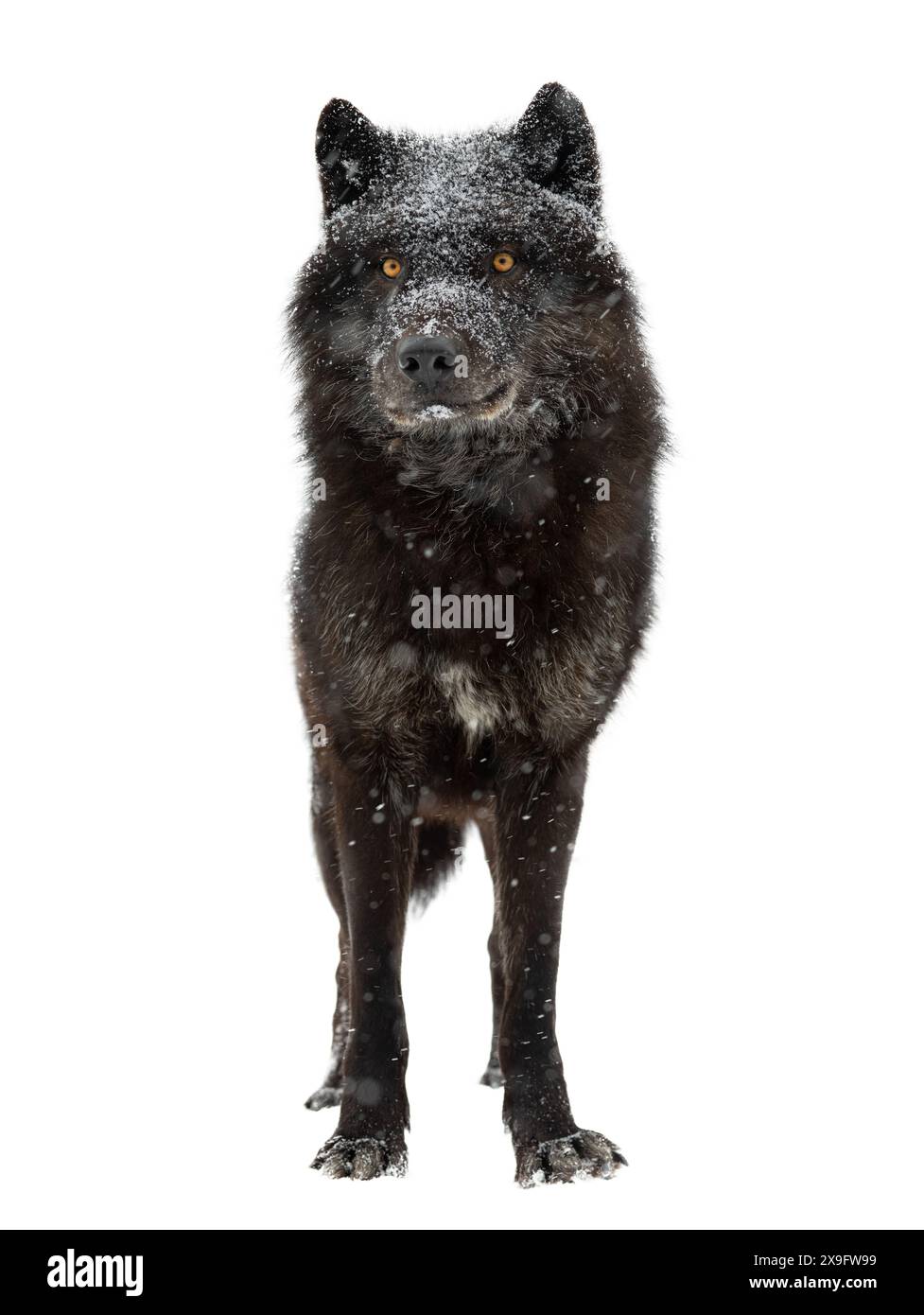 loup noir canadien pendant les chutes de neige isolé sur fond blanc Banque D'Images