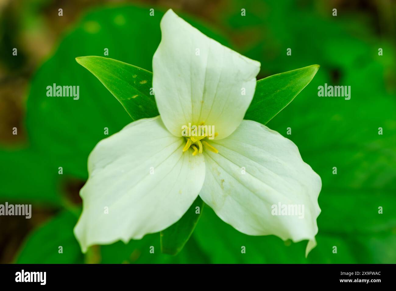 Grand trillium blanc pris dans une forêt du Wisconsin en mai. Banque D'Images