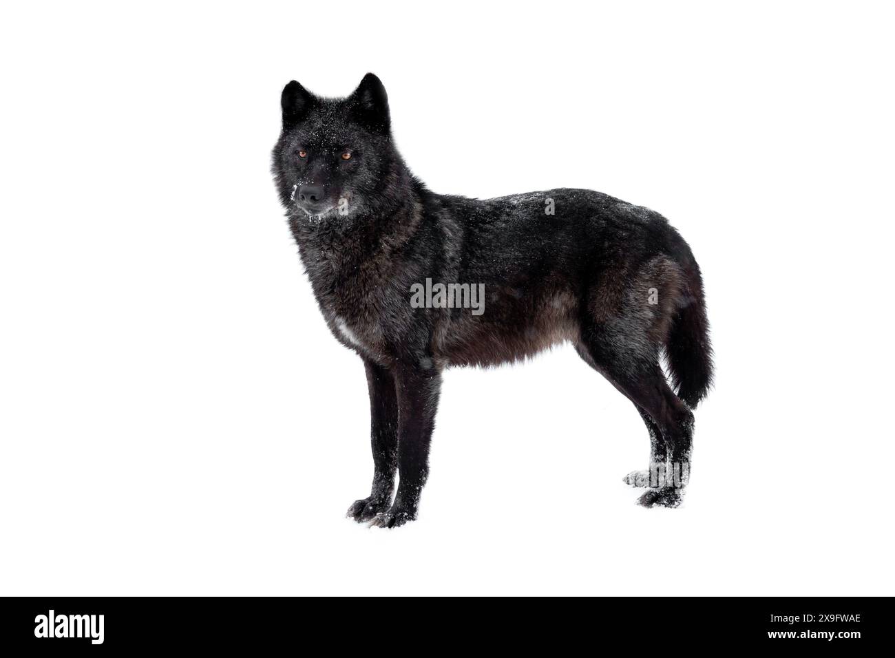 wolf se tient pendant les chutes de neige isolé sur fond blanc Banque D'Images