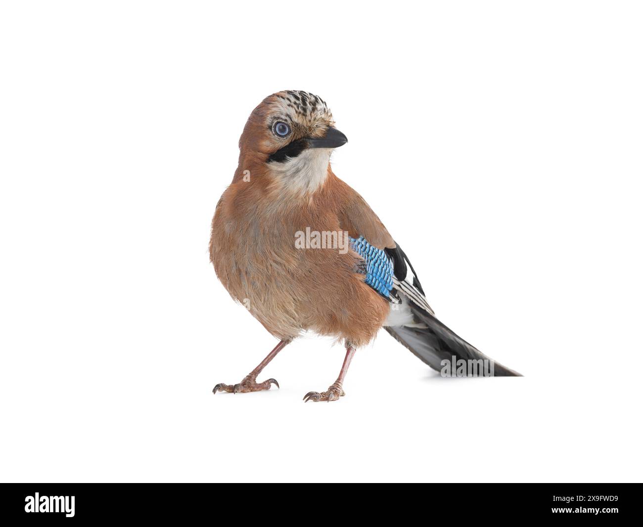 oiseau jay isolé sur fond blanc, prise de vue en studio Banque D'Images