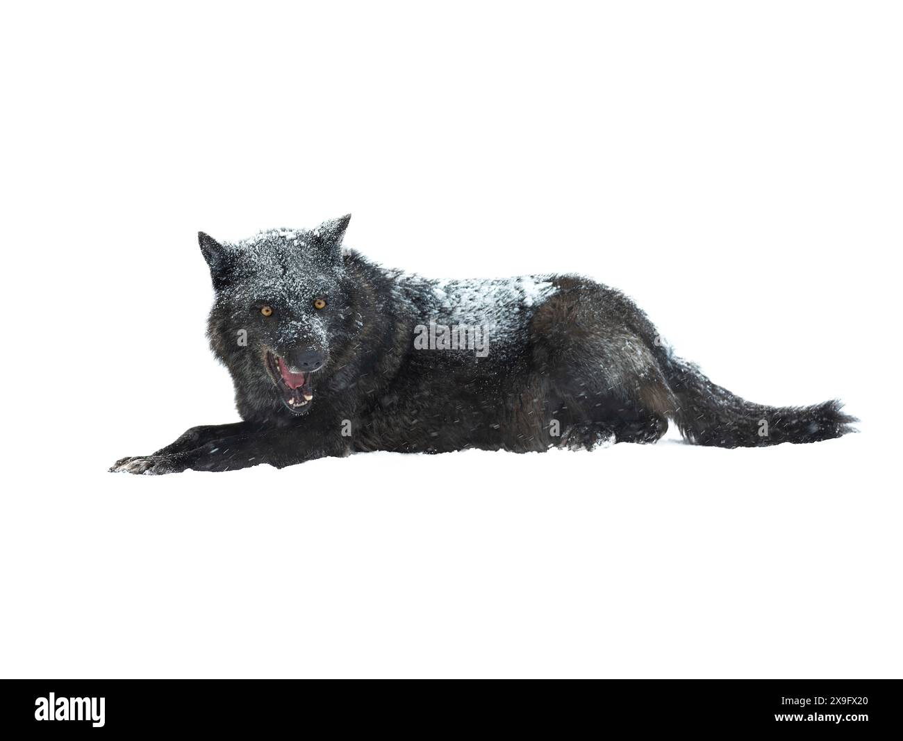 loup canadien en colère avec bouche ouverte isolé sur fond blanc Banque D'Images