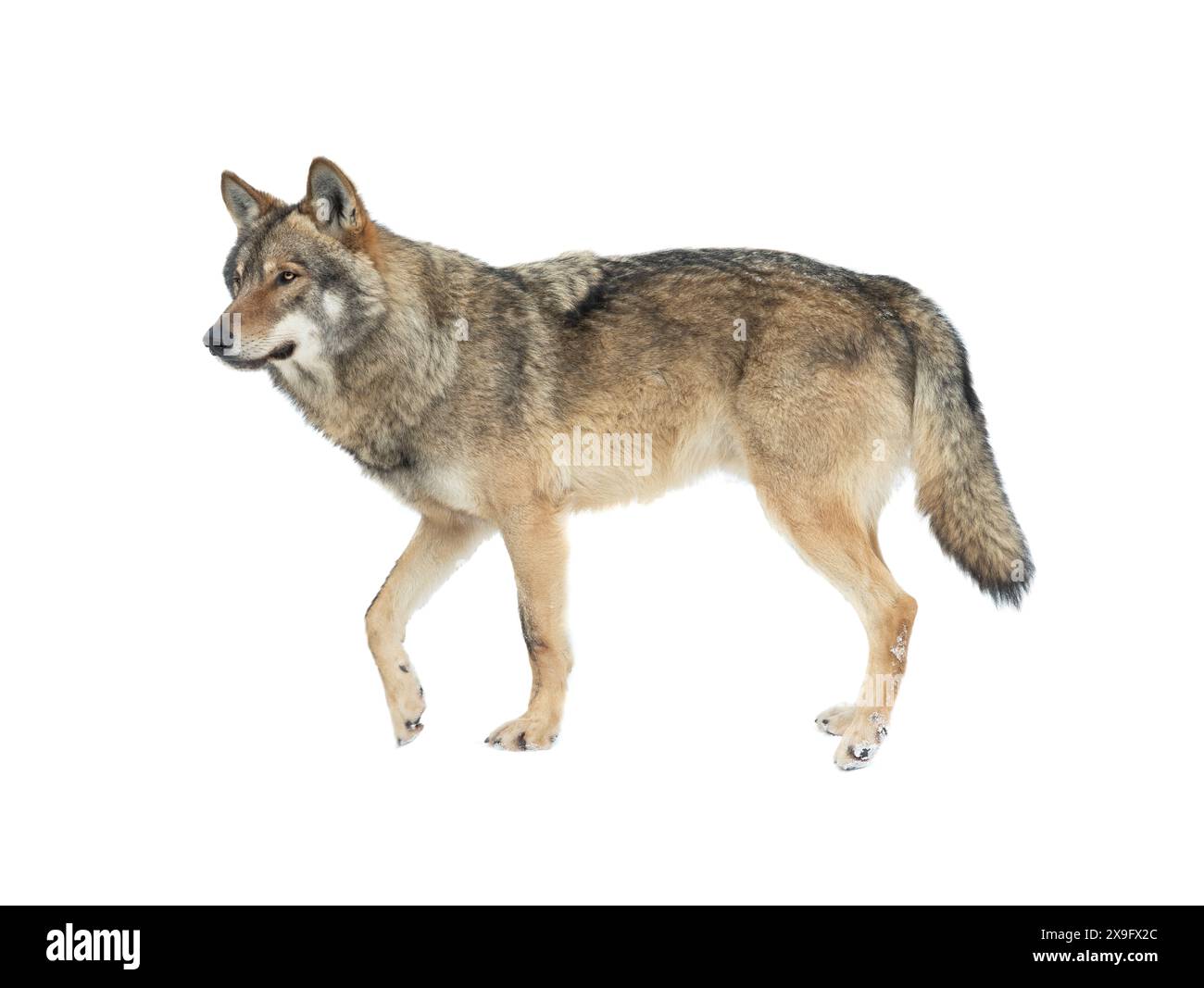 loup marchant dans la neige isolé sur fond blanc Banque D'Images
