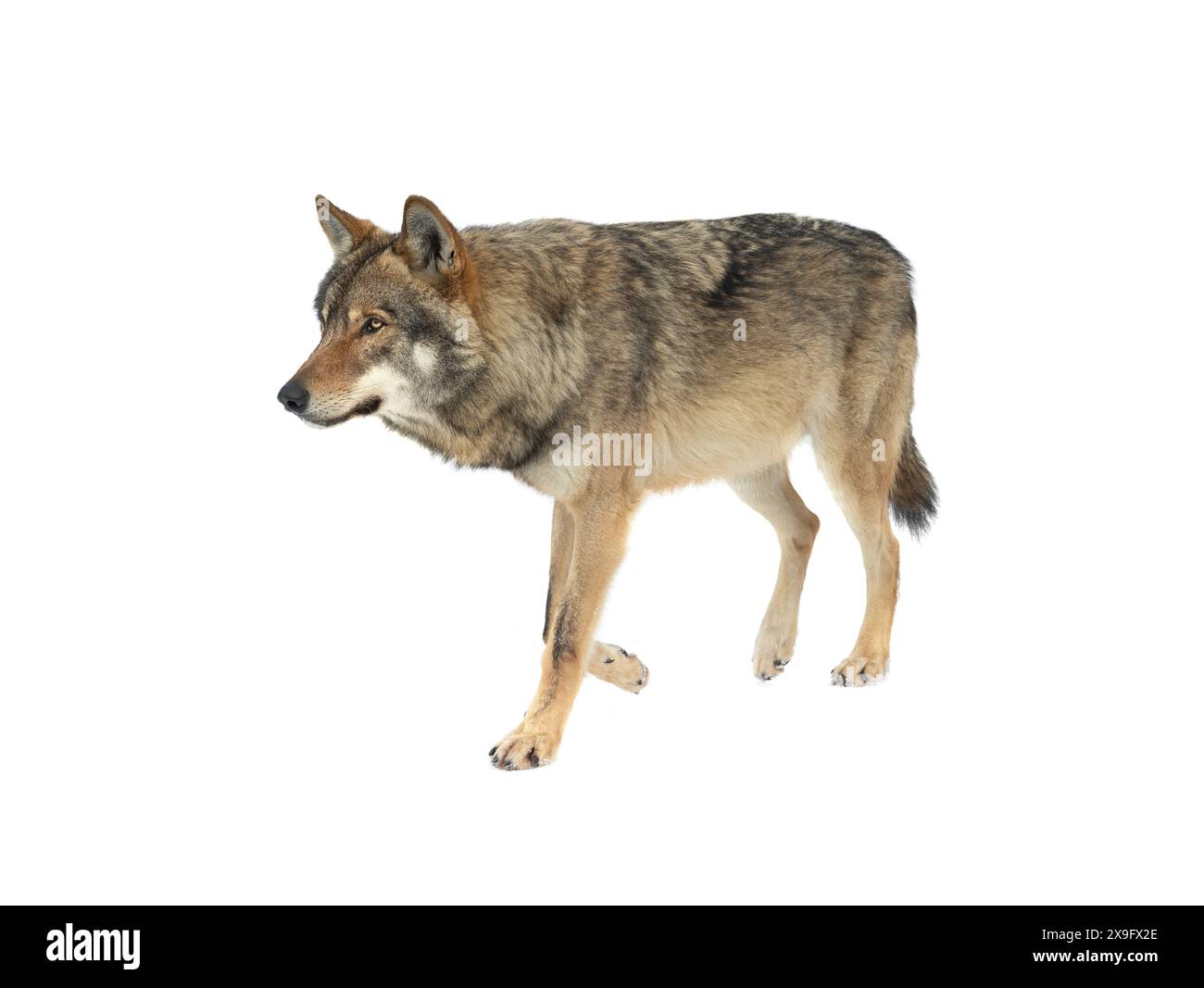 loup marchant dans la neige isolé sur fond blanc Banque D'Images