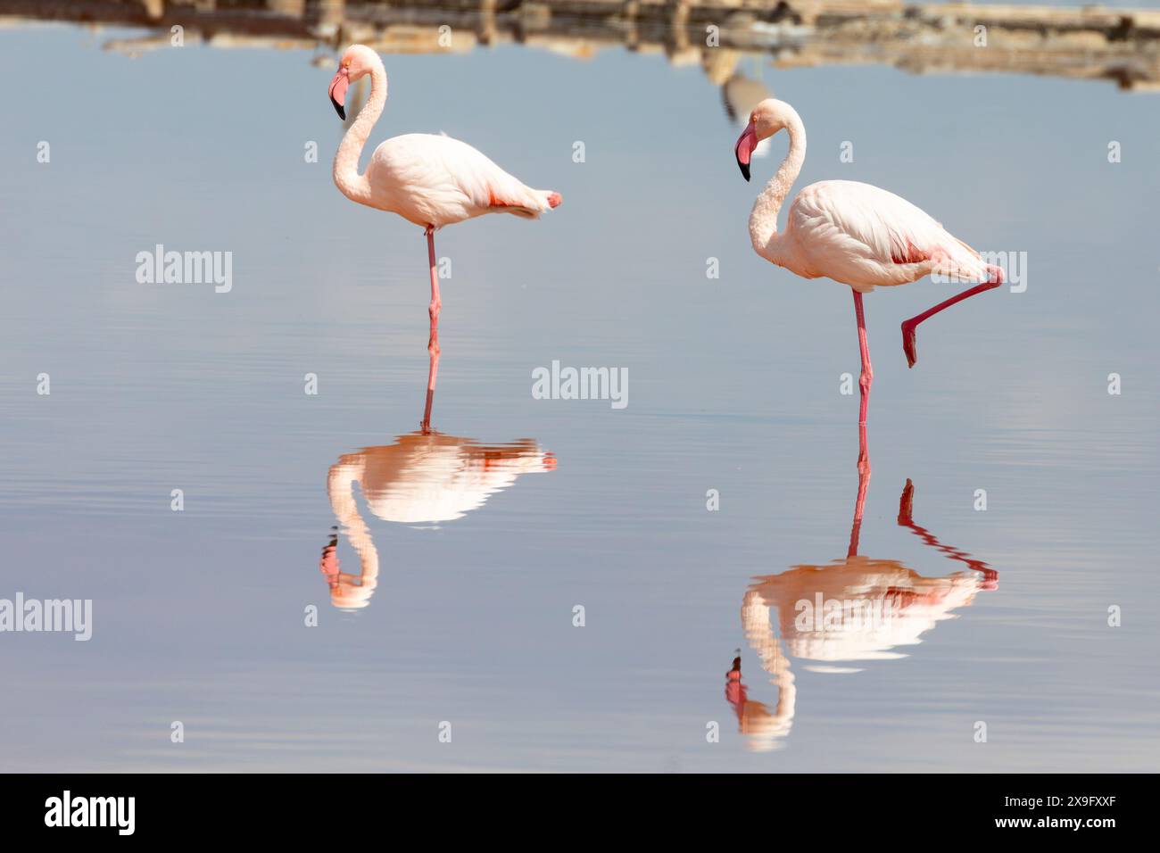 Paire de grands flamants roses (Phoenicopterus roseus) reflétée dans l'eau rose à Kliphoek Saltpans, Velddrif, côte ouest, Afrique du Sud au coucher du soleil Banque D'Images