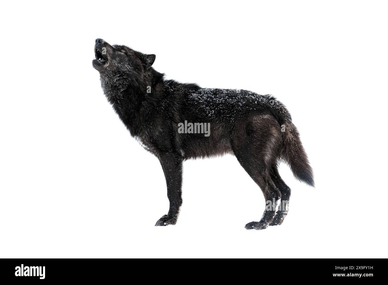 loup hurlant canadien isolé sur fond blanc Banque D'Images