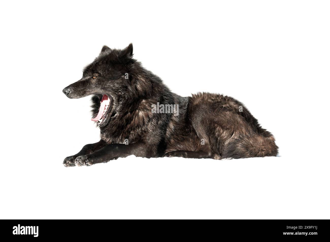 loup canadien à bouche ouverte isolé sur fond blanc Banque D'Images