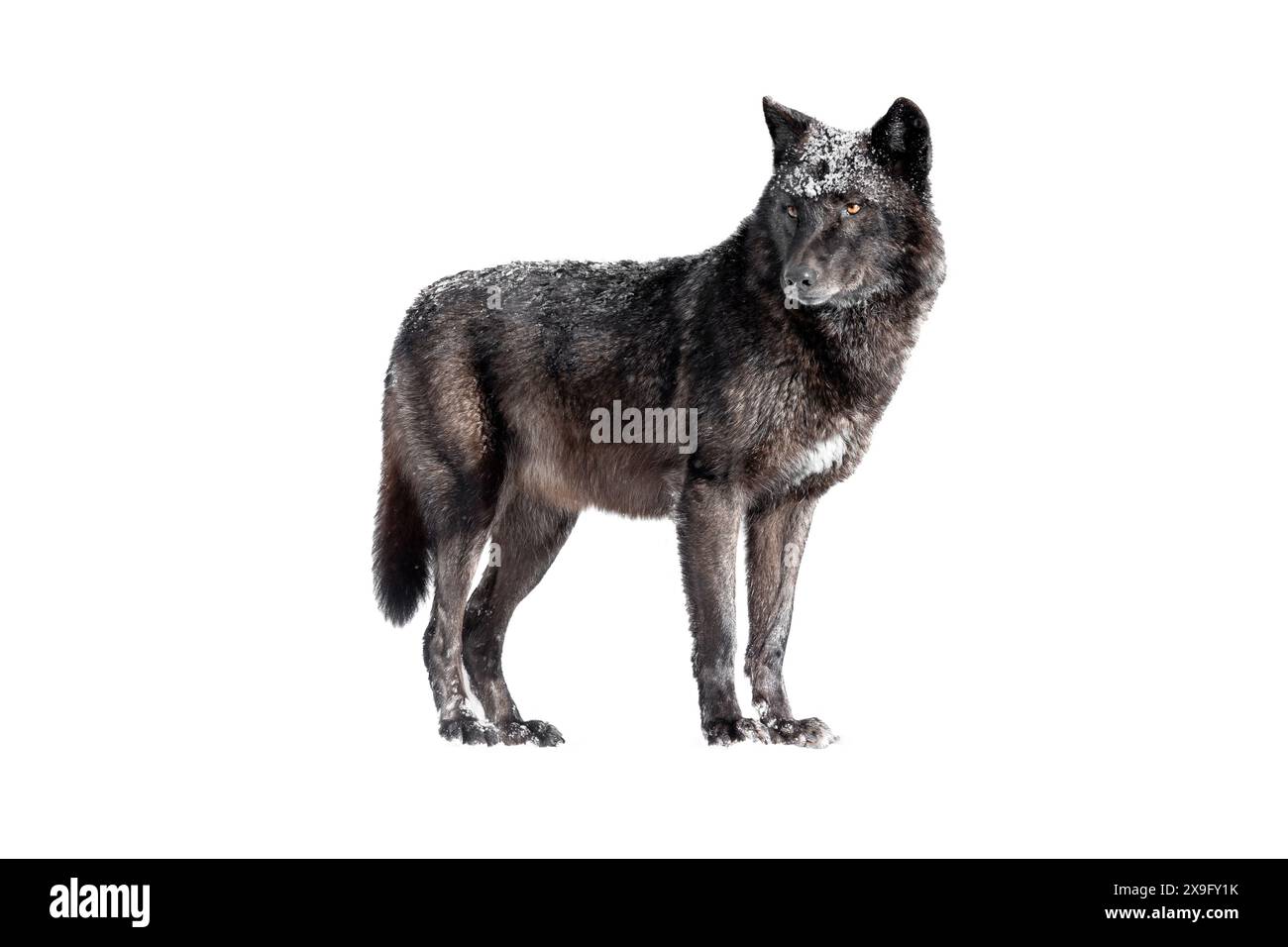 loup canadien isolé sur fond blanc Banque D'Images