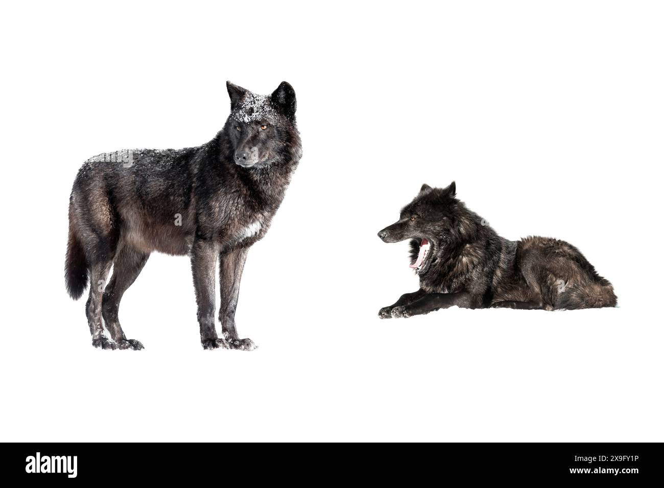 deux loups canadiens isolés sur fond blanc Banque D'Images