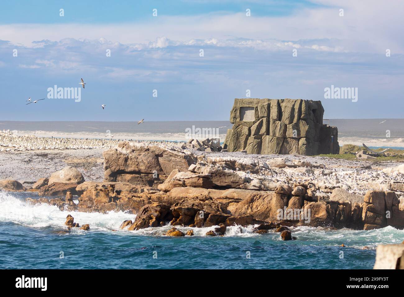 Peau d'oiseau en forme de roche dans la colonie de reproduction du Cap Gannet (Morus capensis), menacée à l'échelle mondiale, sur Bird Island, Lamberts Bay, côte ouest, Afrique du Sud, Banque D'Images