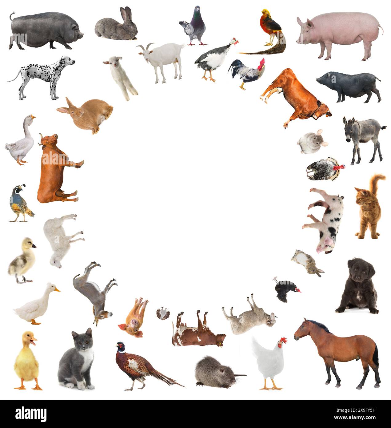 collage d'animaux de ferme isolés sur fond blanc Banque D'Images