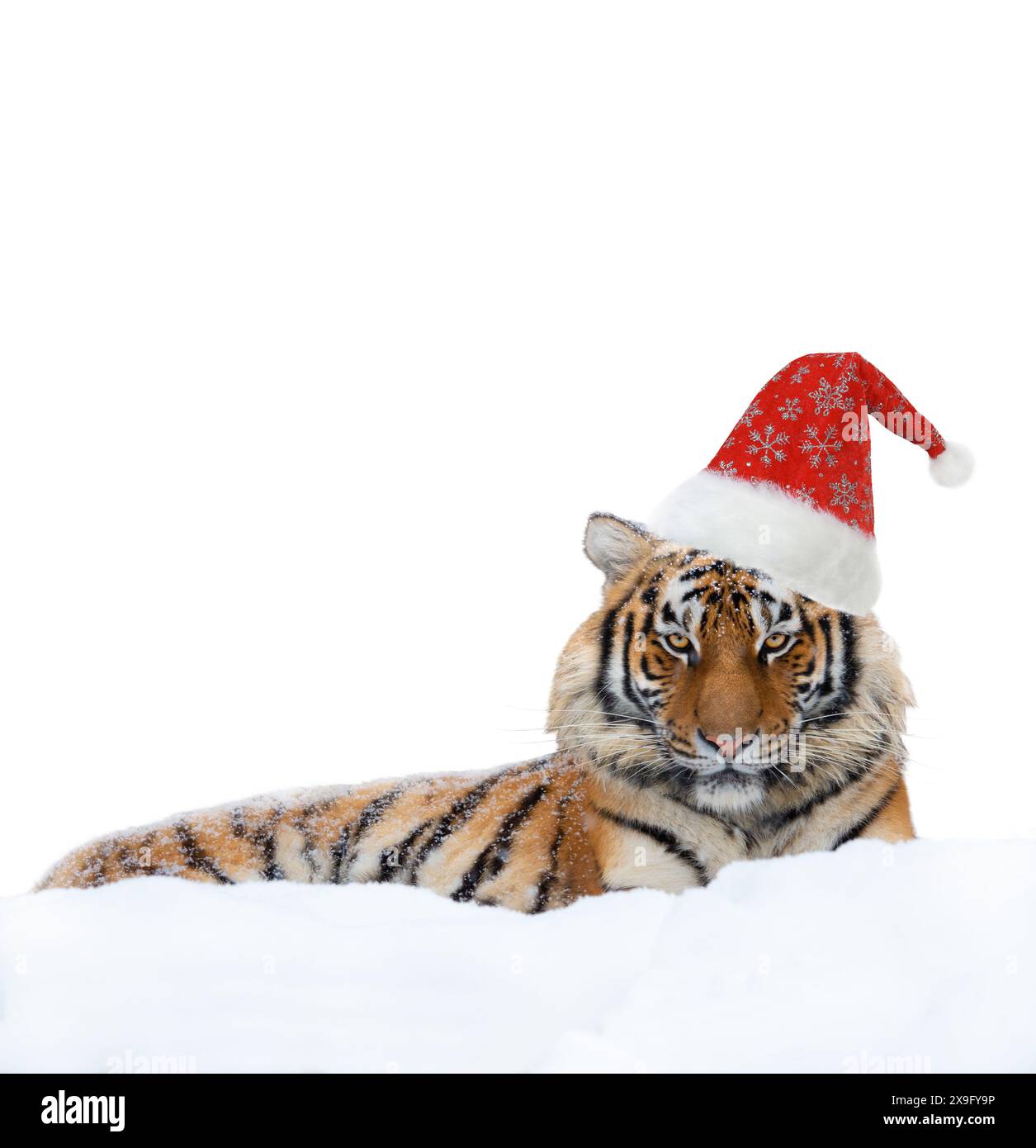 tigre dans le chapeau de père noël isolé sur fond blanc Banque D'Images