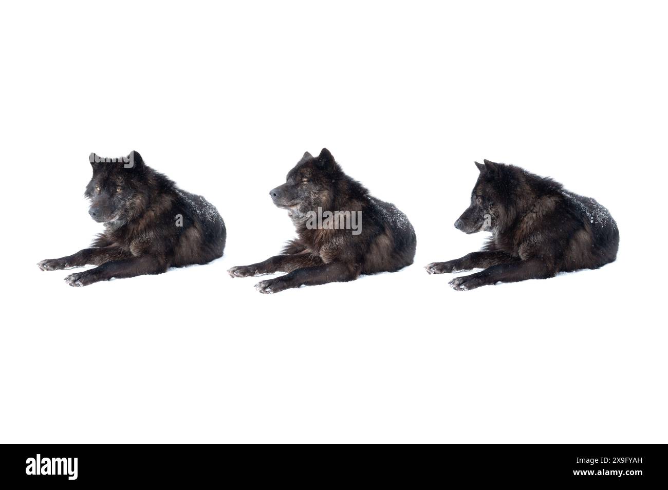 trois loups canadiens noirs isolés sur fond blanc Banque D'Images