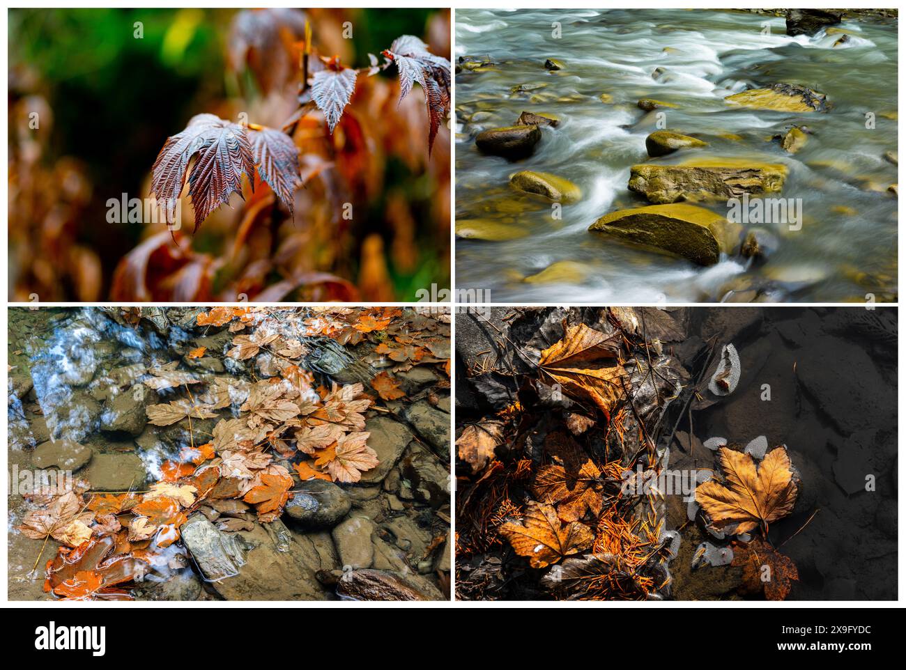 quatre images avec des fragments d'automne relient collage Banque D'Images