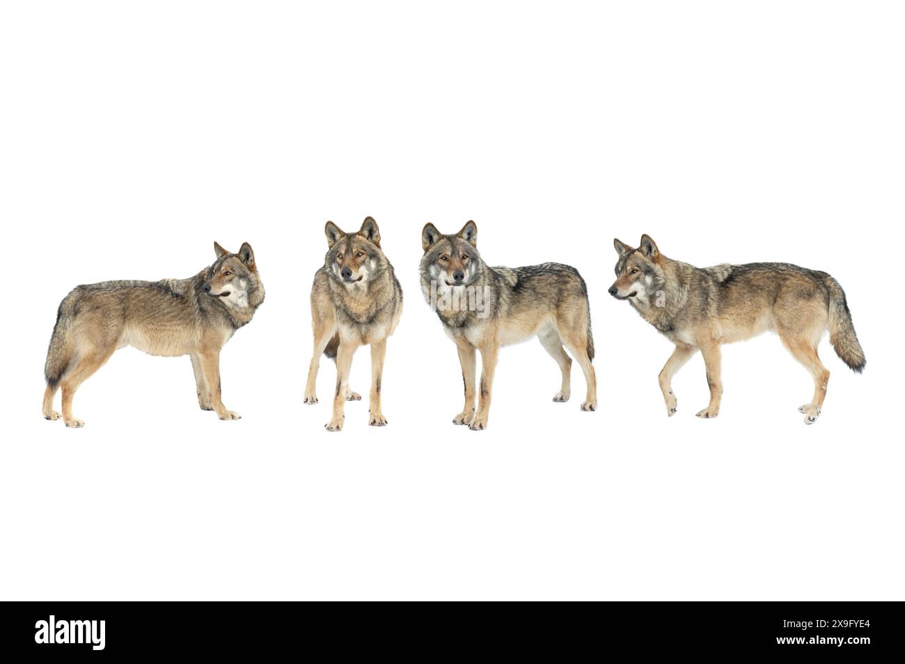 loups marchant dans la neige isolés sur fond blanc Banque D'Images