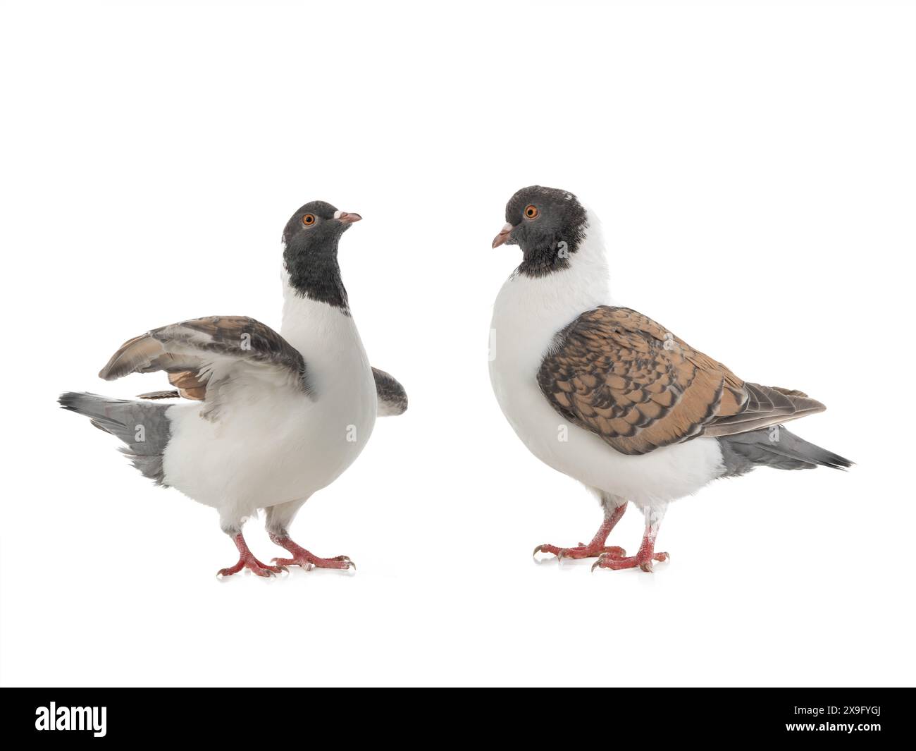 Deux pigeons allemands modena isolés sur fond blanc Banque D'Images Deux pigeons allemands modena isolés sur fond blanc Banque D'Images