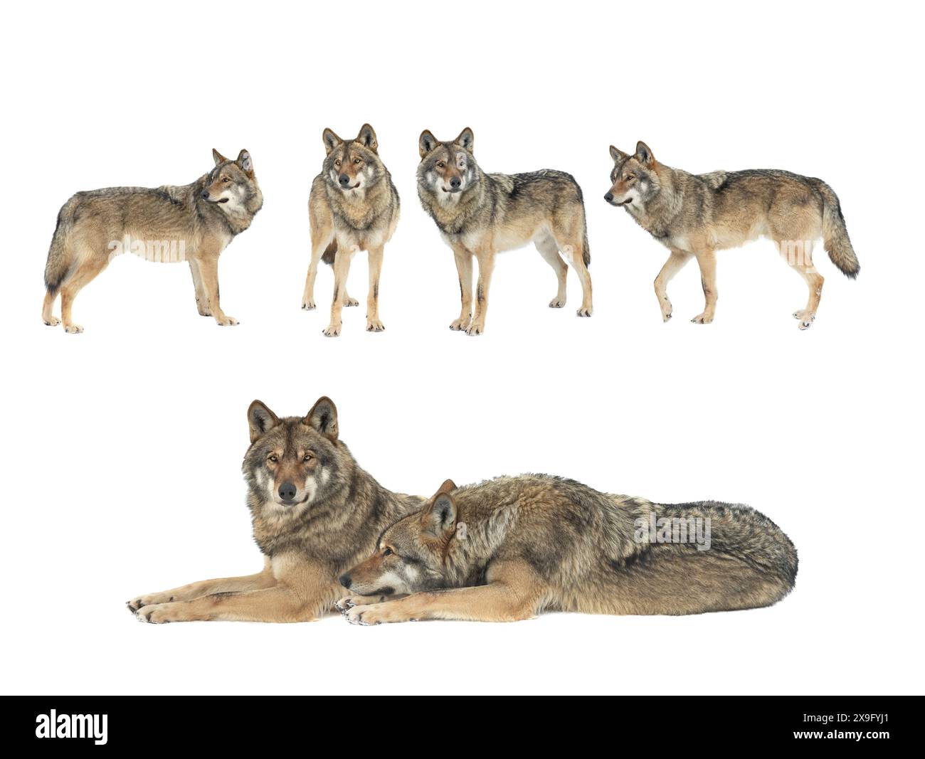 loups marchant dans la neige isolés sur fond blanc Banque D'Images