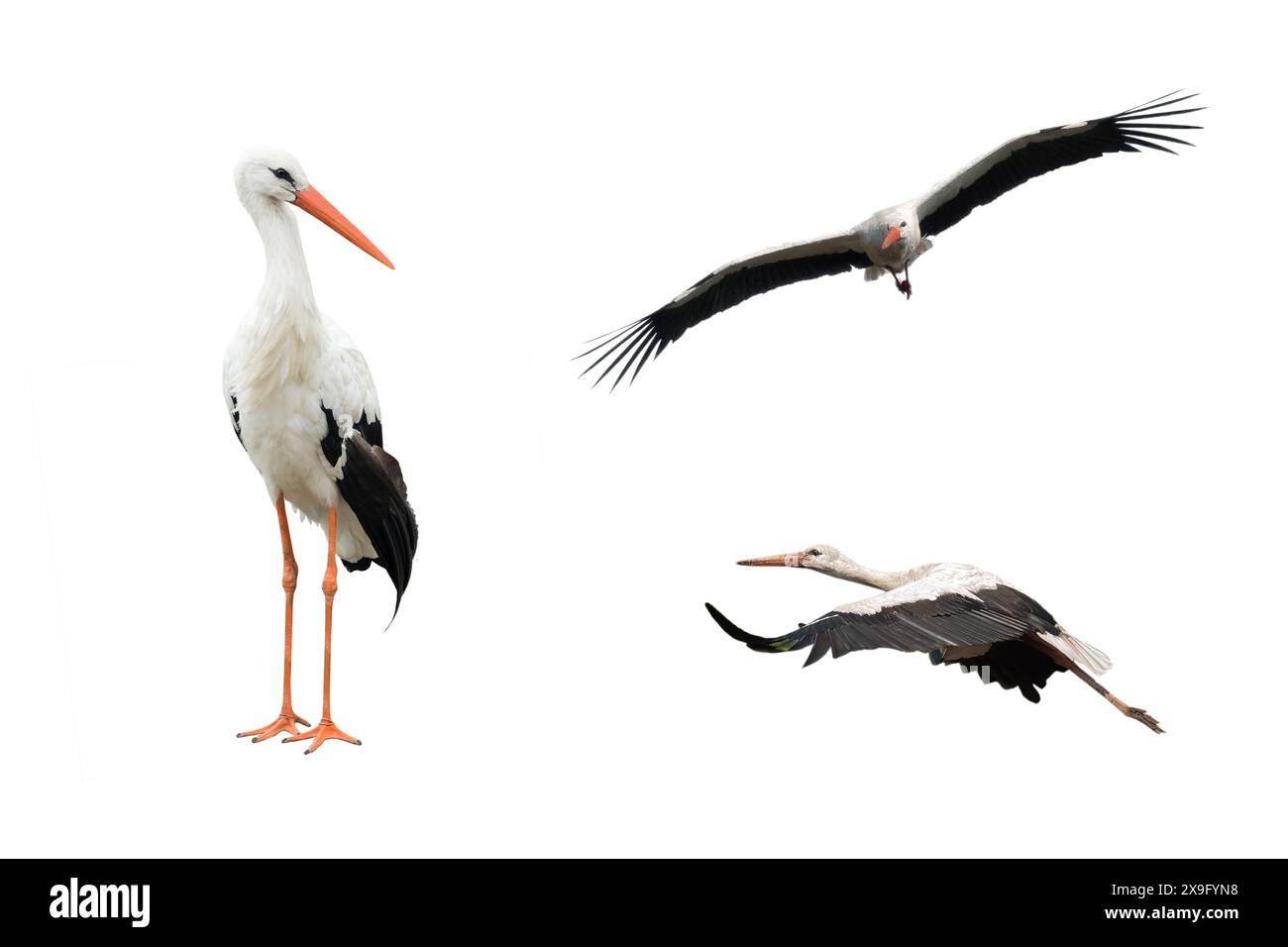 cigogne oiseau de collage en vol isolé sur fond blanc Banque D'Images