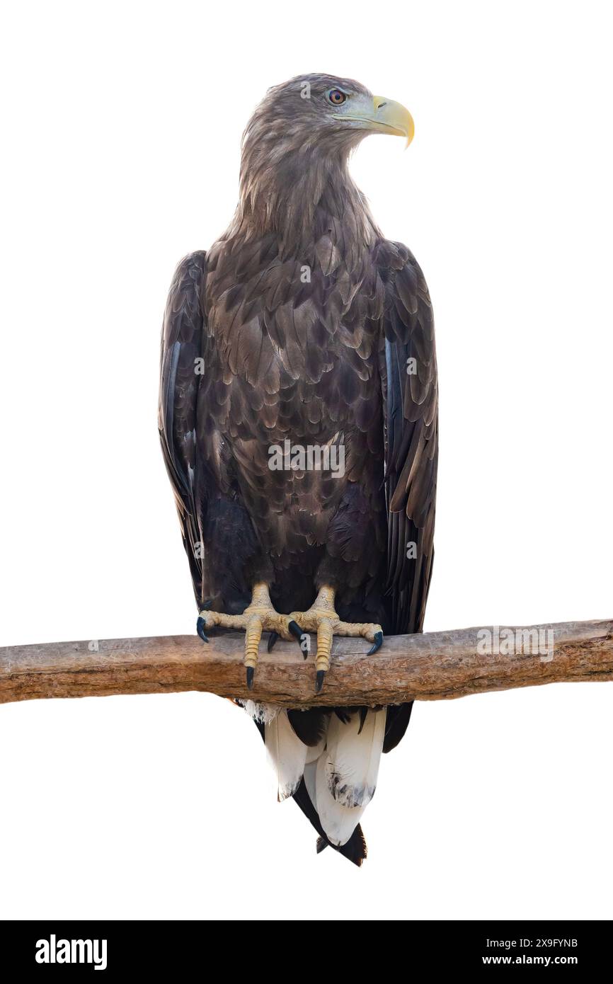 Aigle à queue blanche (Haliaeetus albicilla) est assis sur une branche d'arbre isolée sur fond blanc Banque D'Images