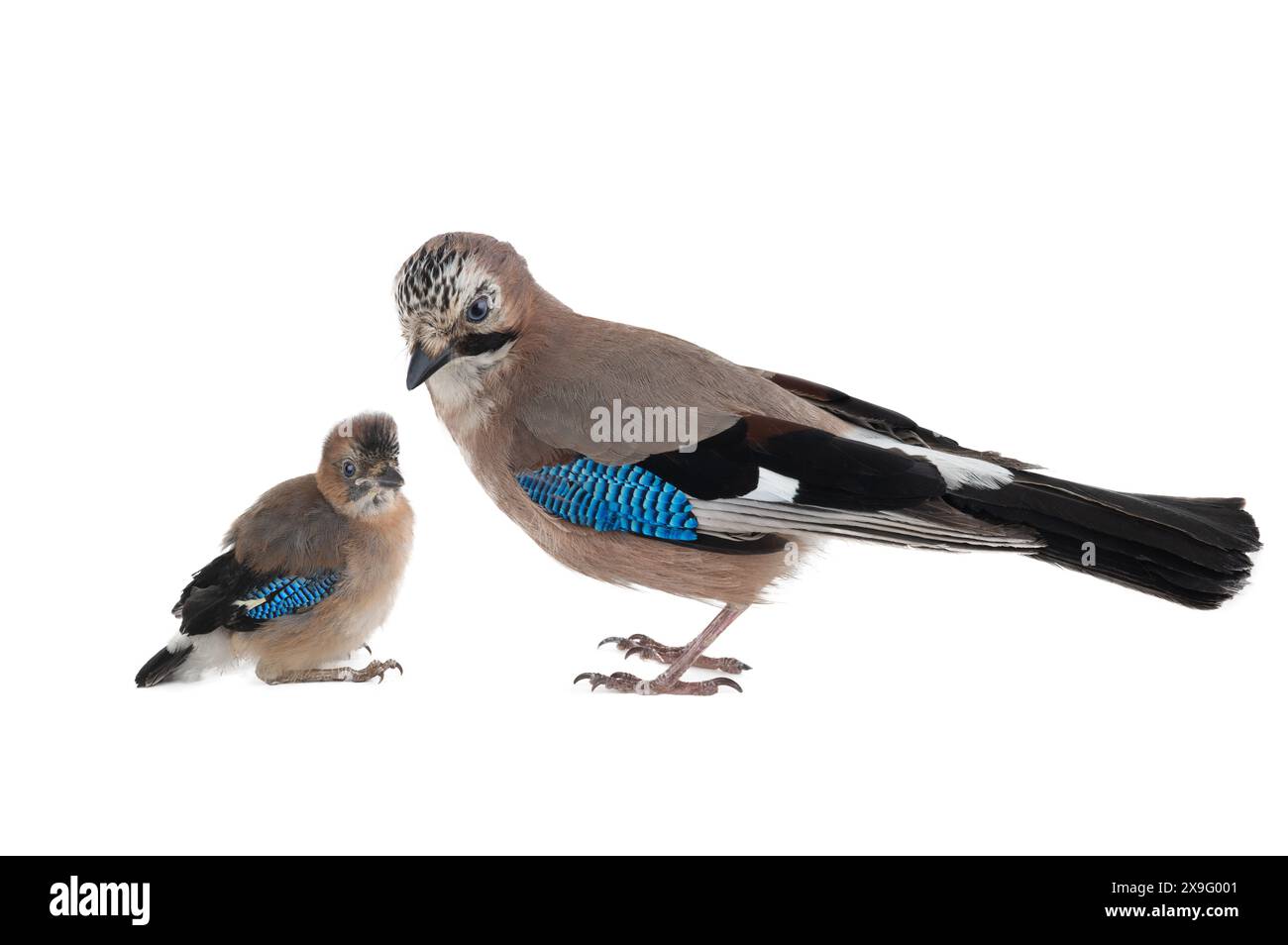 jay avec petit poussin isolé sur fond blanc Banque D'Images