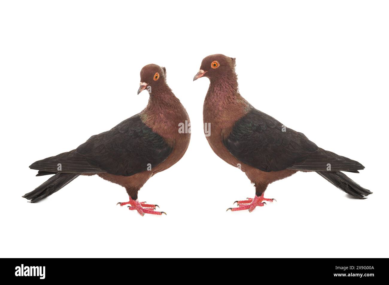 deux pigeons isolés sur fond blanc Banque D'Images deux pigeons isolés sur fond blanc Banque D'Images