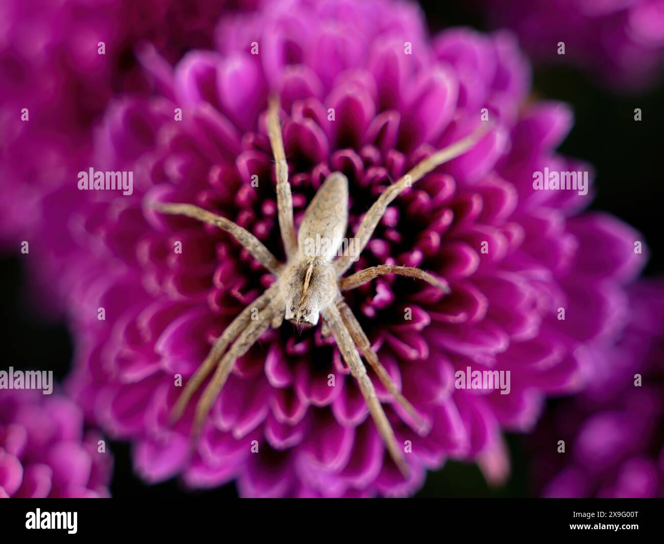 araignée assise sur une macro-photographie de fleur de chrysanthème Banque D'Images