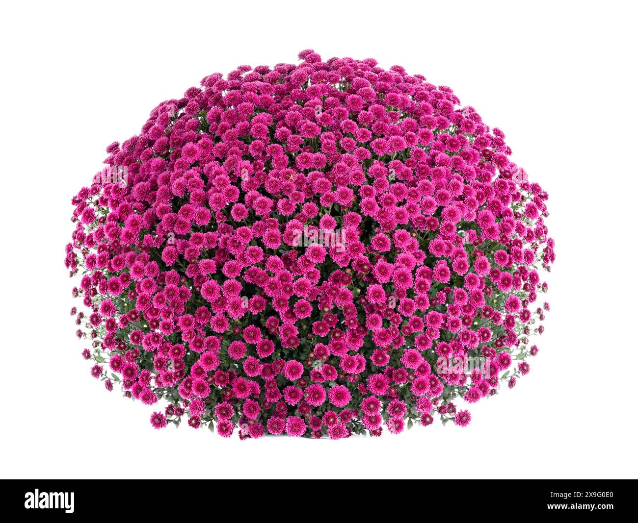 beau chrysanthème rose en forme de boule isolé sur fond blanc Banque D'Images