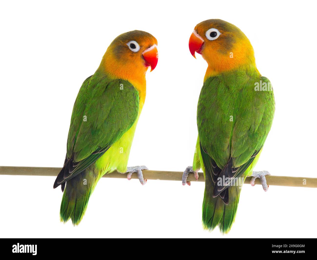 perroquets d'oiseau tourbillon isolés sur fond blanc Banque D'Images