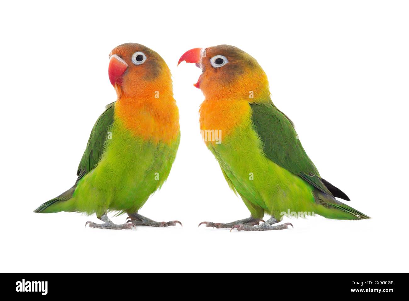 Deux perroquets tourbillons trient la relation entre eux isolés sur fond blanc Banque D'Images