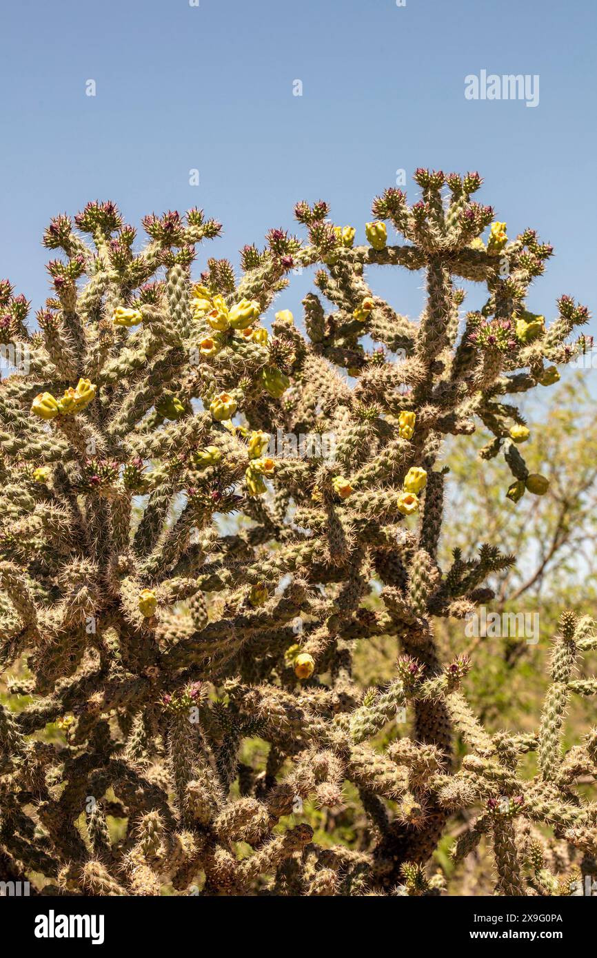 Portrait naturel de plante fleurie en gros plan du fruit à chaîne lisse Cholla Cylindropuntia fulgida) dans Catalina State Park, Oro Valley, Arizona, États-Unis. Ensoleillé Banque D'Images