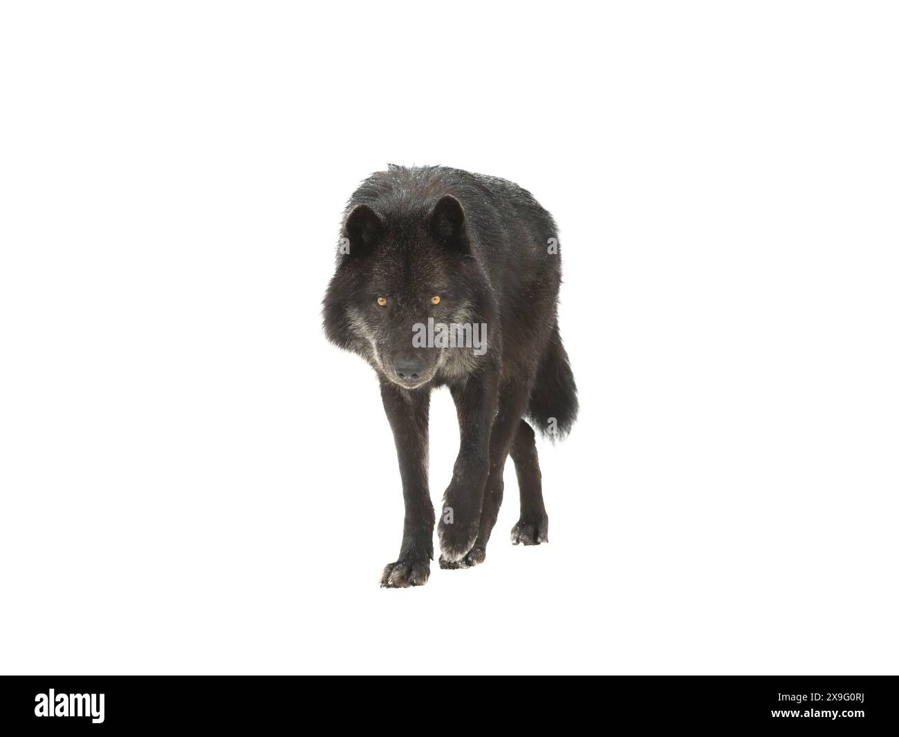 loup noir canadien marchant isolé sur fond blanc Banque D'Images