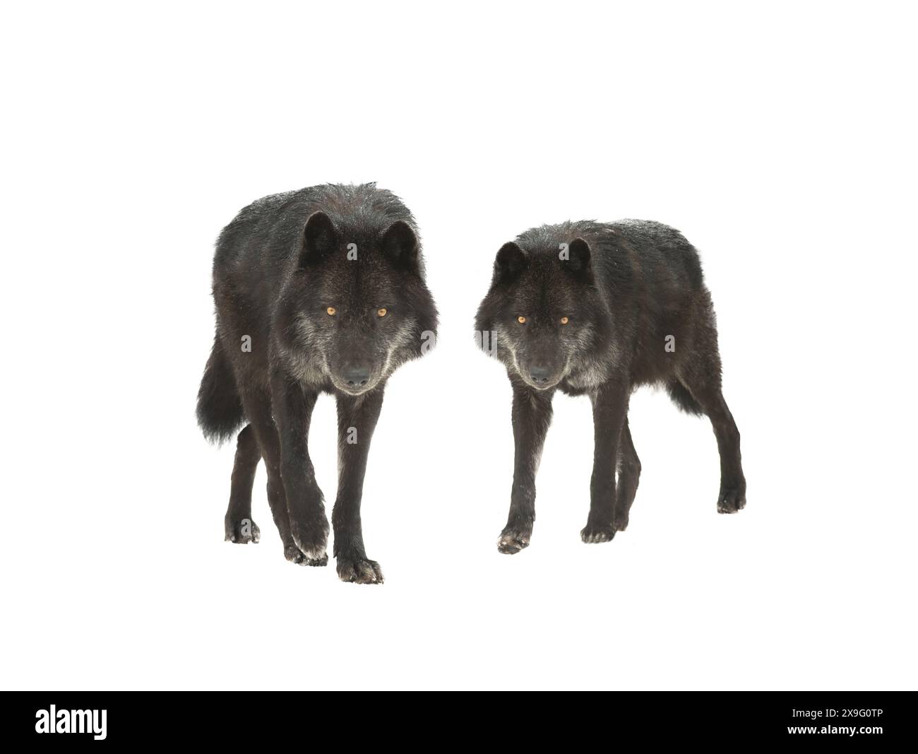 loups canadiens marchant isolés sur fond blanc Banque D'Images