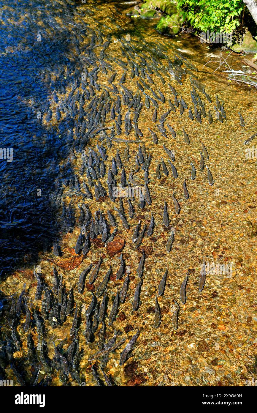 Saumons nageant en amont dans le ruisseau Ketchikan en Alaska pour aller frai - grand groupe de saumons quinnats à la fin de leur cycle de vie se battant pour Banque D'Images