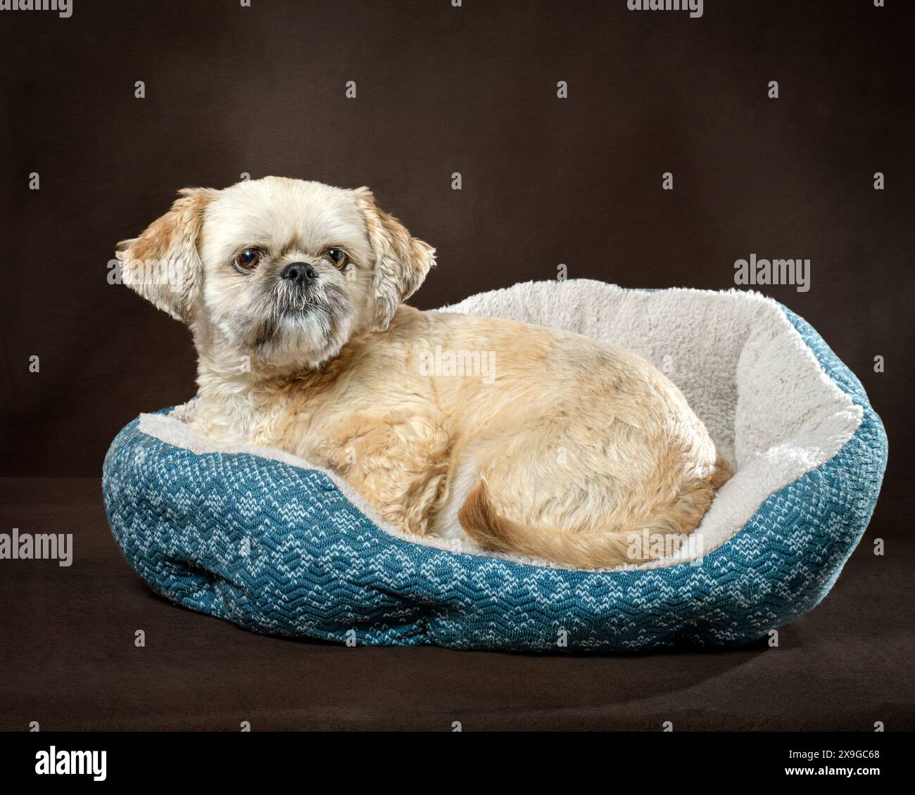 Plan horizontal d'un beau shih tzu doré posé sur un lit bleu avec un fond noir et brun. Banque D'Images