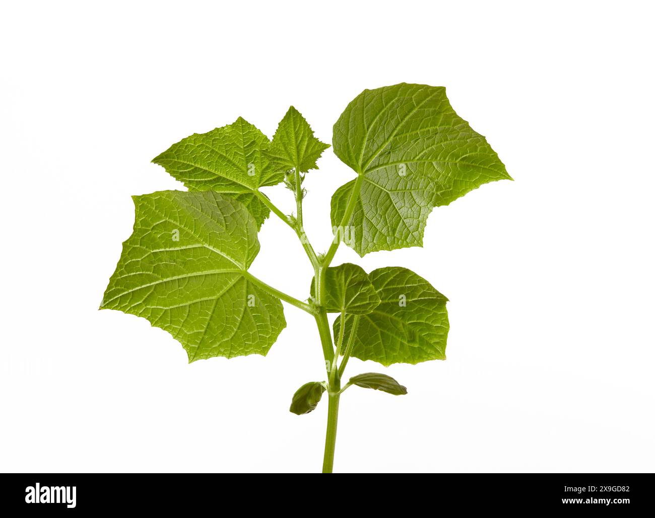 Jeunes plants de concombre isolés sur un fond blanc. Semis vert de plante de concombre frais Banque D'Images