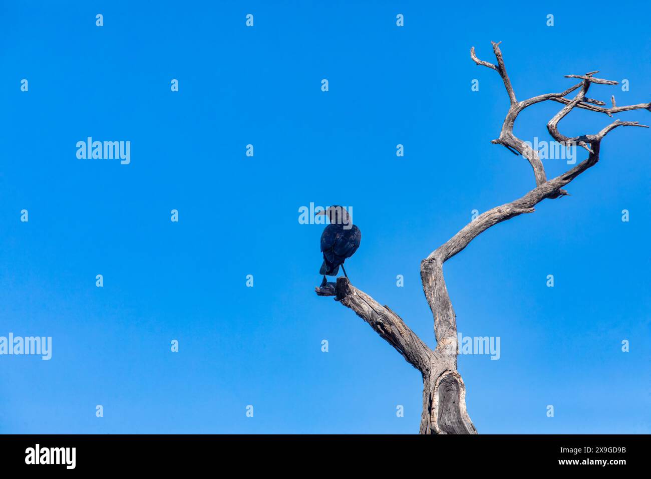 cape crow assis sur une vieille branche d'arbre morte contre le ciel bleu Banque D'Images cape crow assis sur une vieille branche d'arbre morte contre le ciel bleu Banque D'Images