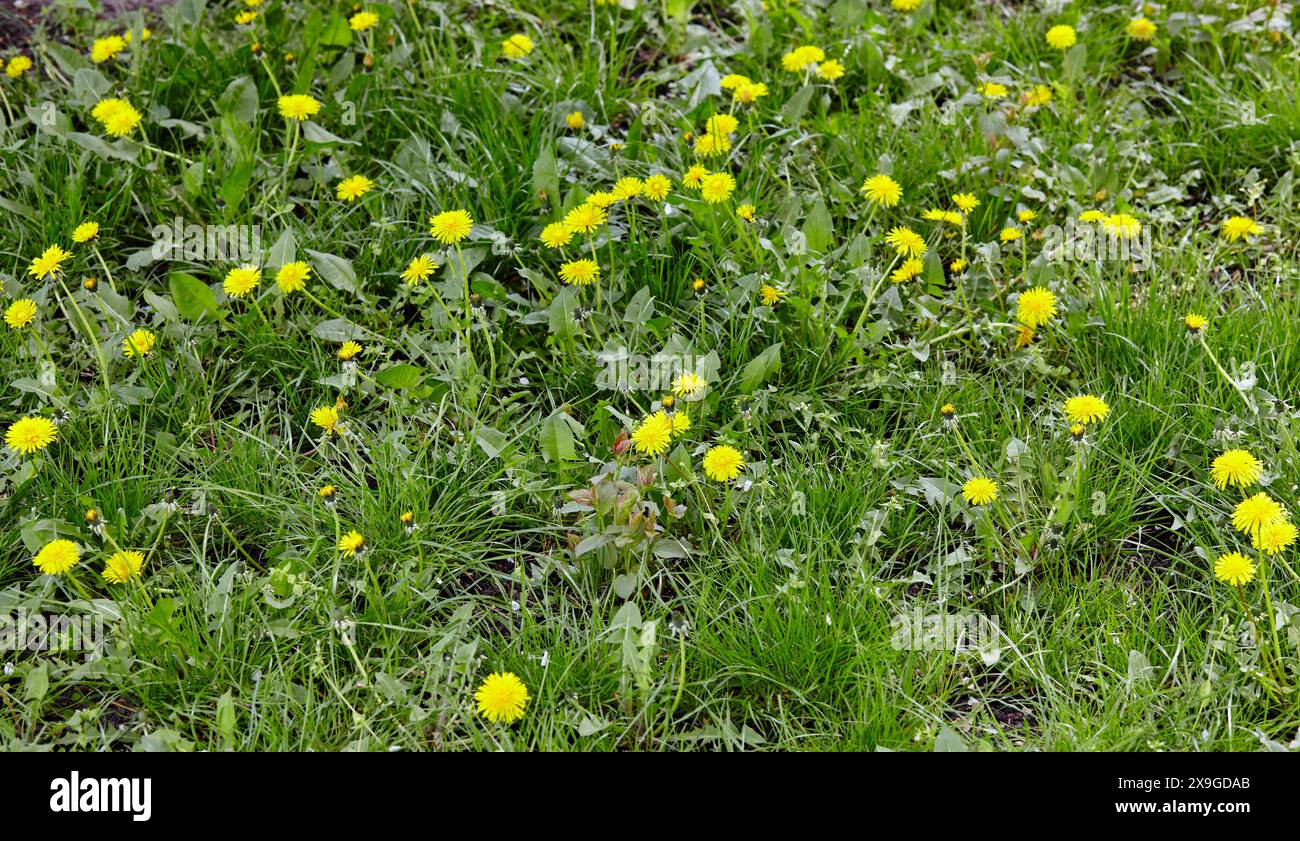 Pré vert avec des pissenlits jaunes au printemps. Gros plan de fleurs de printemps jaunes sur le sol Banque D'Images