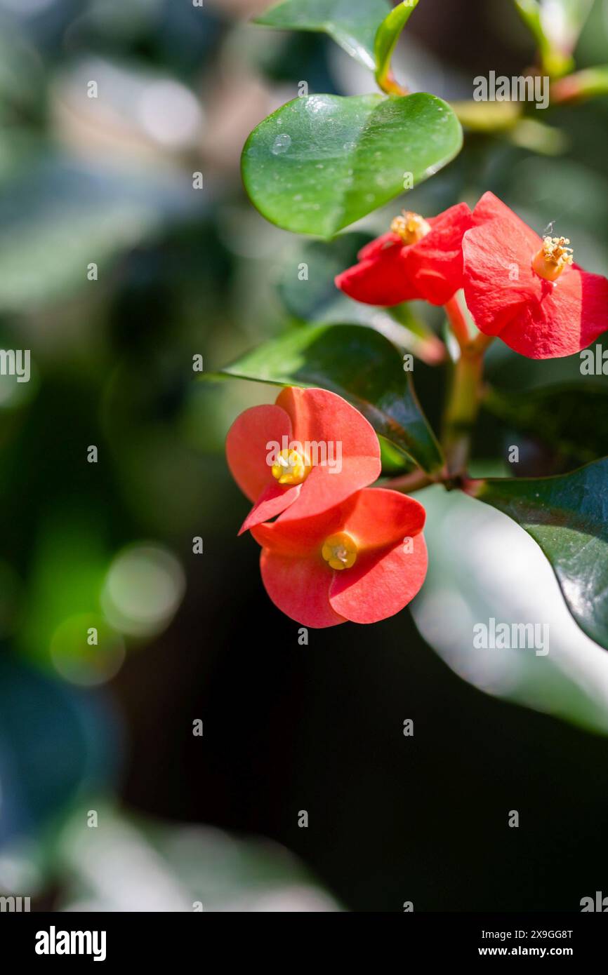 Euphorbia Geroldii Rlowers rouges avec des rayons de lumière sur un fond noir, espace copie Banque D'Images