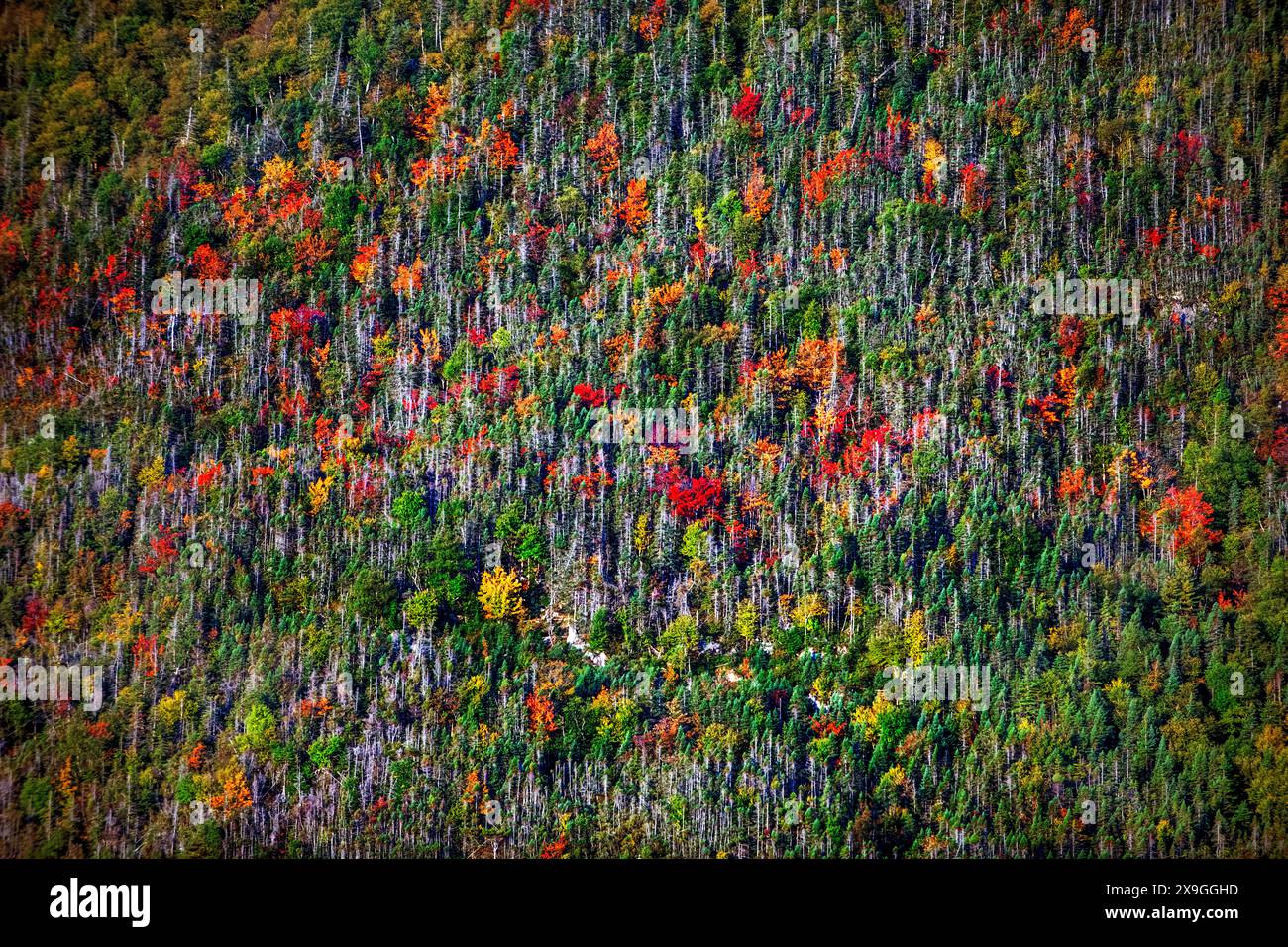 Montagnes Norris point en automne, bonne Bay et Woody point vues du point de vue de la maison Jenniex dans le parc national du gros-Morne, Terre-Neuve & Banque D'Images