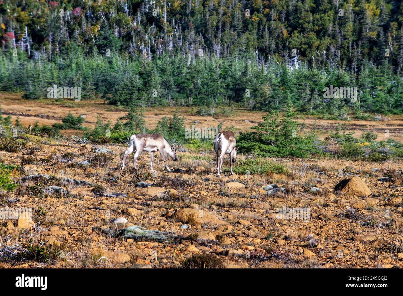Jeune couple de taureaux mooses (Alces alces), dans les Tablelands. La roche péridotite est rare à la surface de la terre raison pour laquelle un site du patrimoine mondial a été désigné par une Banque D'Images