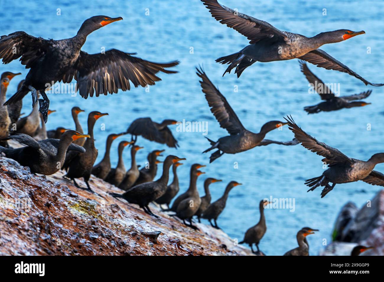Cormorans à double crête (Phalacrocorax auritus) sur des rochers près du phare des Iles de la Madeleine Cape Alright sur une falaise surplombant une plage de sable fin Banque D'Images