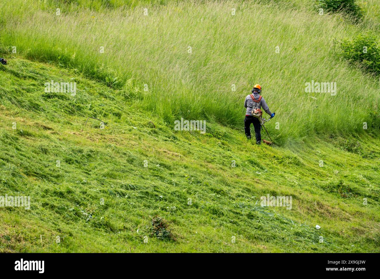 Entretien de paysage, herbe haute, coupe sur une ferme commerciale, jardinier, entretien de paysage, coupe d'herbe avec une débroussailleuse, Allemagne, Banque D'Images